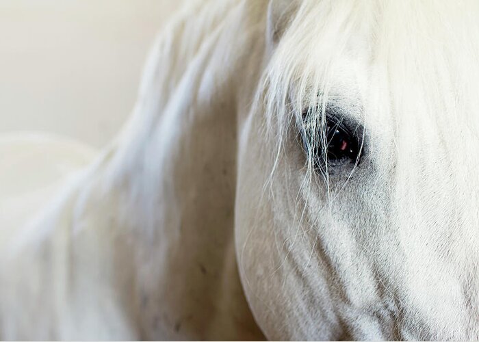 Horse Greeting Card featuring the photograph The Lipizzaner Horse Look by Mataya