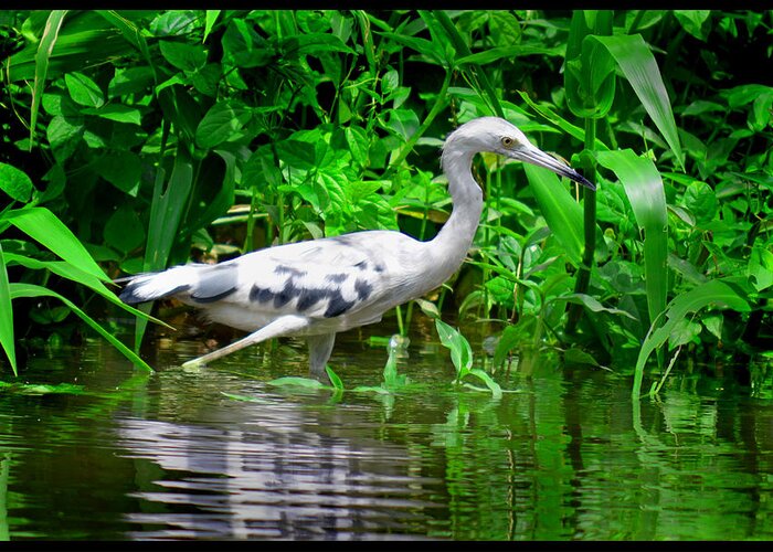 Marsh Greeting Card featuring the photograph The Little Blue Heron by Gary Keesler