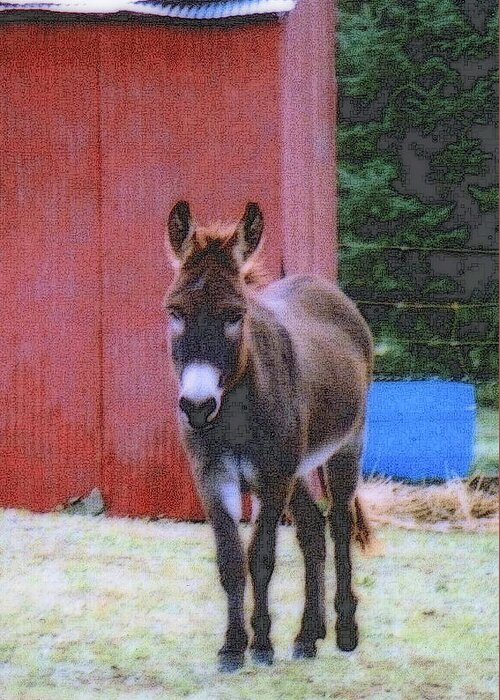 Nature Greeting Card featuring the photograph The Lonely Donkey by Kay Novy