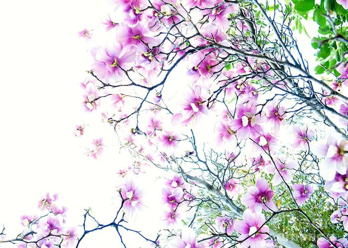Magnolia Greeting Card featuring the photograph The Magnolia Fades by Cindy Rohde