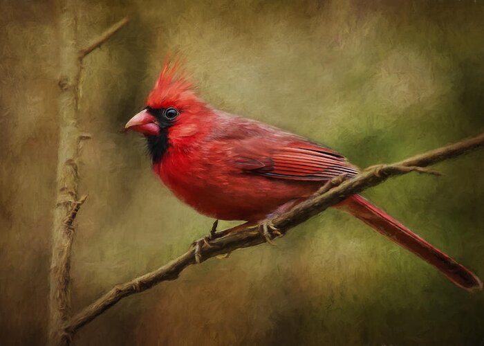 Cardinal Greeting Card featuring the photograph The Messenger... by Richard Macquade