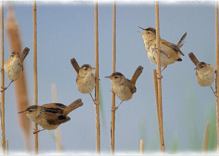Marsh Greeting Card featuring the photograph The Music Of The Marsh Wrens by Constantine Gregory