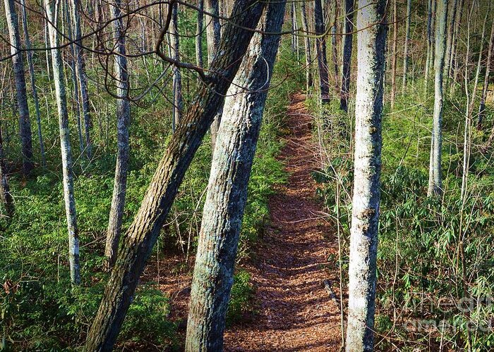 Woods Greeting Card featuring the photograph The Path by Stacie Siemsen