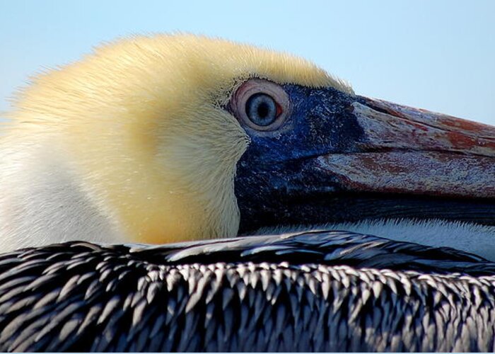 Wildlife Greeting Card featuring the photograph The Pelican by AJ Schibig