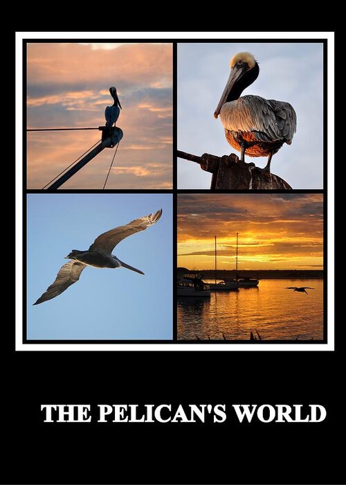 Posters Greeting Card featuring the photograph The Pelican's World by AJ Schibig