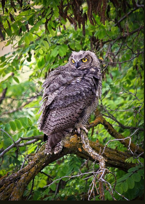 Horned Owl Greeting Card featuring the photograph The Perch by Steve McKinzie