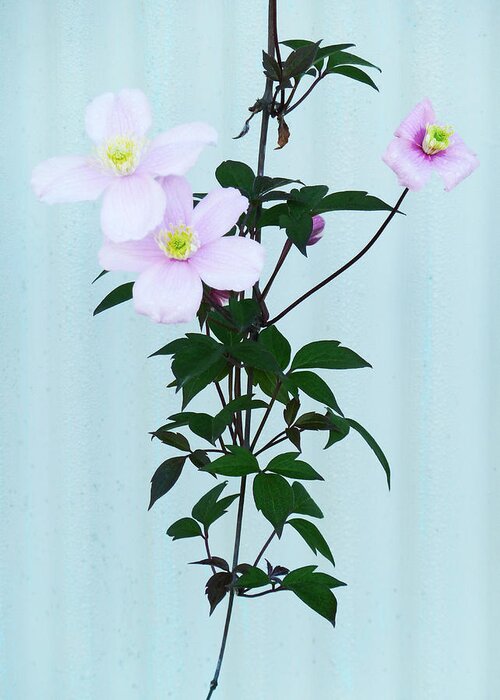 Corrugated Greeting Card featuring the photograph The Pink Clematis by Steve Taylor