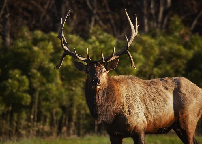Royal Bull Elk Greeting Card featuring the photograph The Prince of Boxley Valley by Michael Dougherty