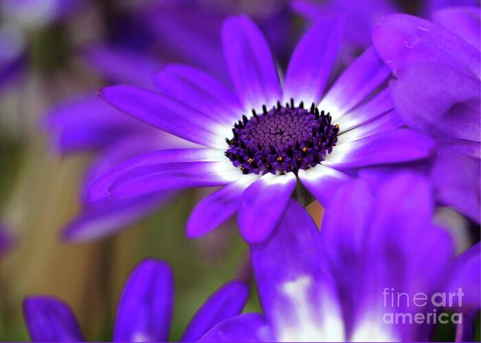 Flower Greeting Card featuring the photograph The Purple Daisy by Sabrina L Ryan