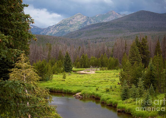 Rocky Mountain National Park Photograph; Moose Landscape Photograph; Moose Photograph; River Photograph; Stream Photograph; Greeting Card featuring the photograph The Rain Must Fall by Jim Garrison