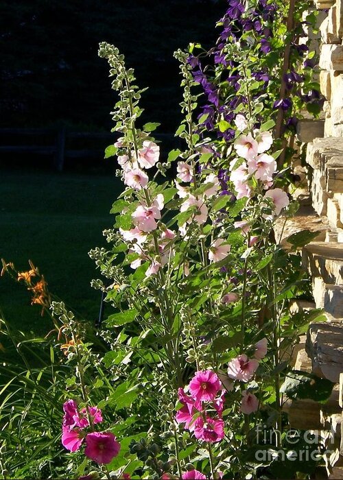 Hollyhocks Greeting Card featuring the photograph The Secret Garden by Jackie Mueller-Jones