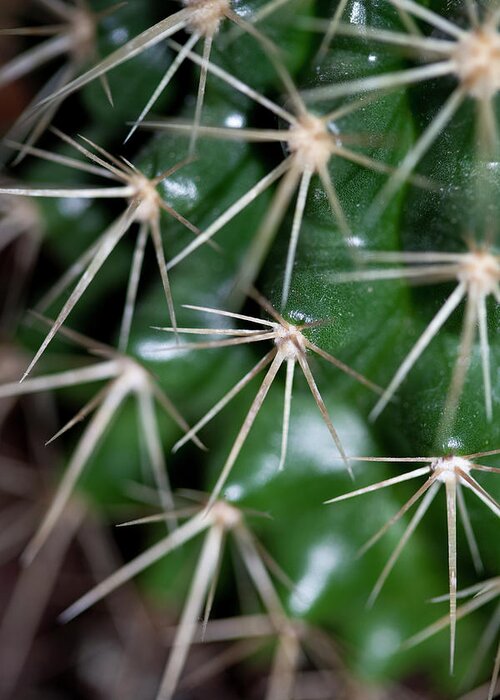 Natural Pattern Greeting Card featuring the photograph The Spikes On A Cactus, Full Frame by Halfdark
