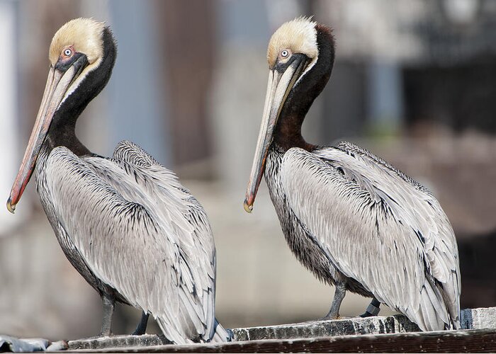 Brown Pelicans Greeting Card featuring the photograph The Spitting Image of Each Other by Bonnie Barry