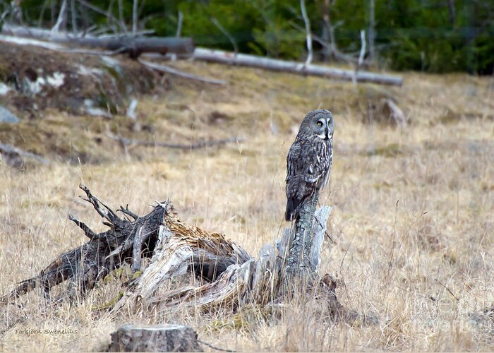 Great Grey Owl Greeting Card featuring the photograph The Stump by Torbjorn Swenelius