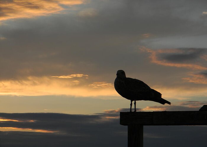 Sunset Greeting Card featuring the photograph The Sunset Perch by Jean Goodwin Brooks