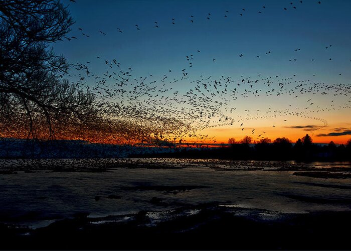 Matt Molloy Greeting Card featuring the photograph The Swarm by Matt Molloy