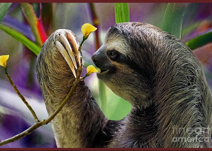 Sloth Greeting Card featuring the photograph The Three-Toed Sloth by Gary Keesler