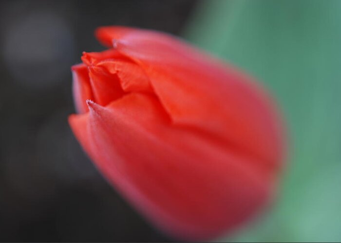 Tulip Greeting Card featuring the photograph The Tip of the Tulip by Kathy Paynter