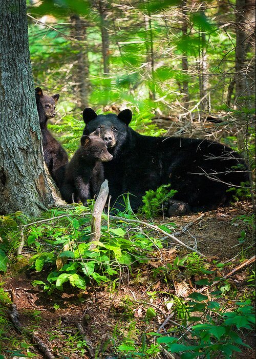 Crawford Notch Greeting Card featuring the photograph The Ultimate Single Mother Black Bear Sow And Cubs by Jeff Sinon