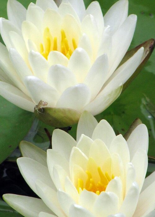 Water Lilies Greeting Card featuring the photograph The Water Lilies Collection - 09 by Pamela Critchlow