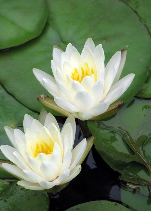 Water Lilies Greeting Card featuring the photograph The Water Lilies Collection - 12 by Pamela Critchlow
