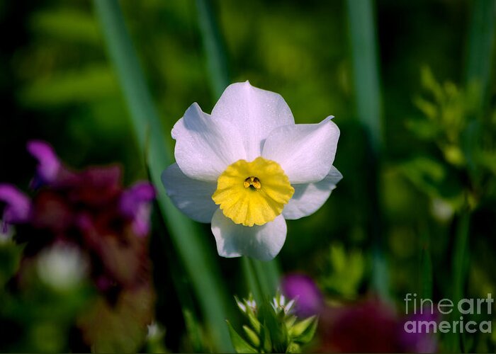 Close Up Greeting Card featuring the photograph The White and Yellow Daffodil by Mark Dodd