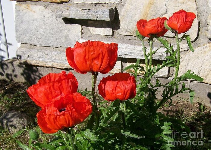 Poppies Greeting Card featuring the photograph The whole litter.... by Jackie Mueller-Jones
