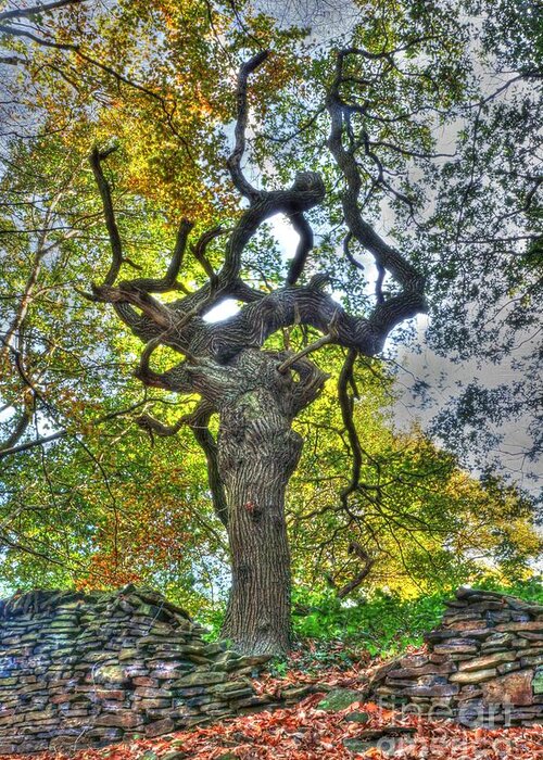 Tree Greeting Card featuring the photograph The Witches Tree by David Birchall