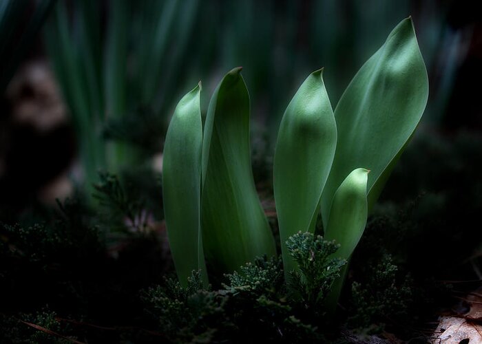 Garden Leaves Greeting Card featuring the photograph The Wonders Of Spring by Michael Eingle