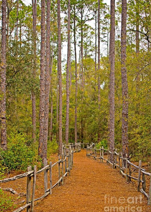 Wooded Path Greeting Card featuring the photograph The Wooded Path by Southern Photo
