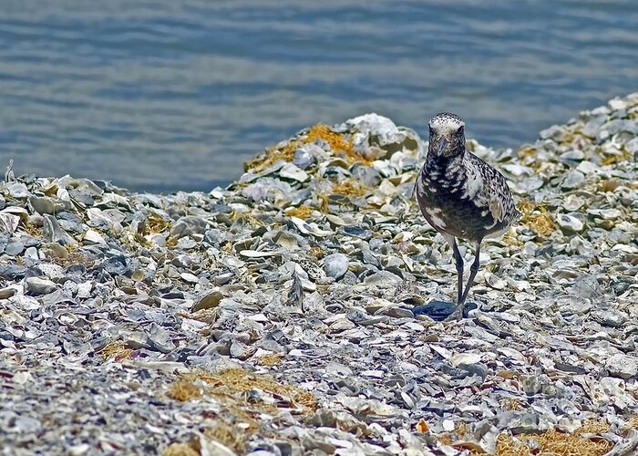 The World Is My Oyster Greeting Card featuring the photograph The World Is My Oyster by Gary Holmes