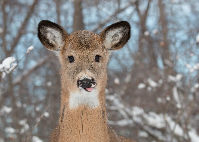 Deer Greeting Card featuring the photograph The Young One by Celine Pollard