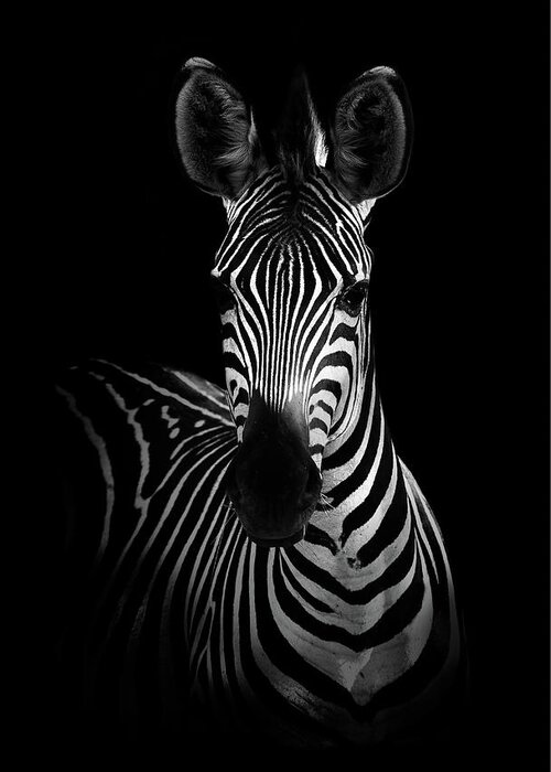 Zebra Greeting Card featuring the photograph The Zebra by Wildphotoart