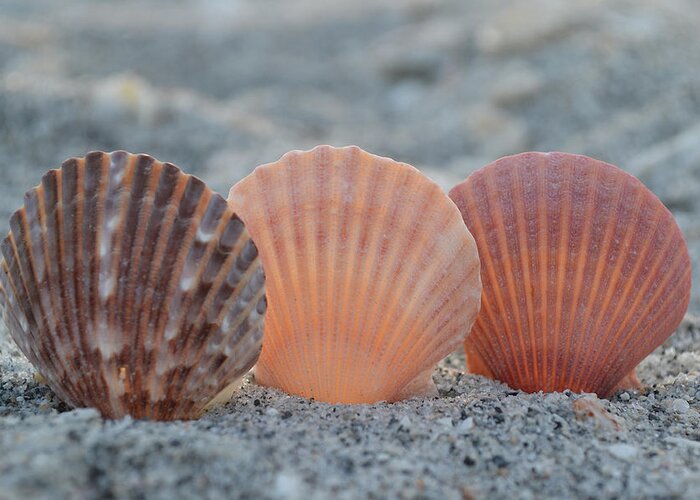 Seashells Greeting Card featuring the photograph There Comes A Time... by Melanie Moraga