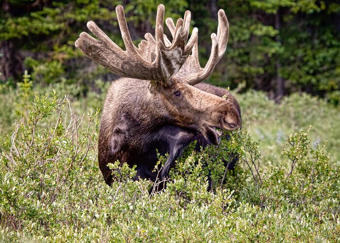 Moose Greeting Card featuring the photograph There's A Moose Loose by James BO Insogna