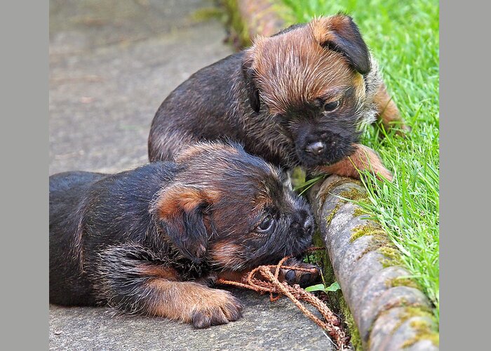 Cute Puppy Greeting Card featuring the photograph They Can Still See You - Border Terrier Puppies by Gill Billington
