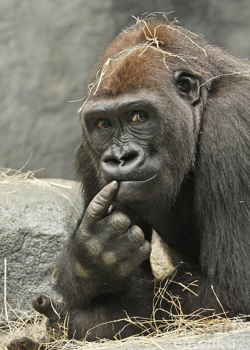 Gorilla Greeting Card featuring the photograph Thinking It Over by Patty Colabuono