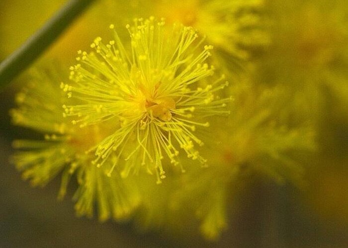  Greeting Card featuring the photograph This Is A Wattle Flower. It Causes All by Kim Gourlay