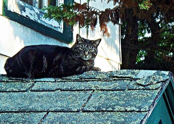 Cat Greeting Card featuring the photograph This is My roof by Joy Nichols