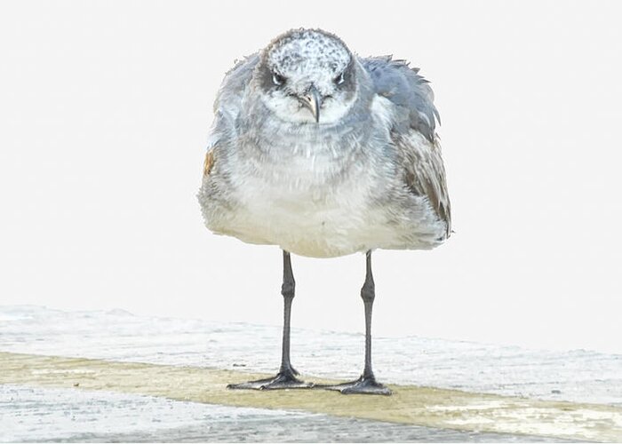 Seagull Greeting Card featuring the photograph This Is Not My Happy Face by Don Durfee