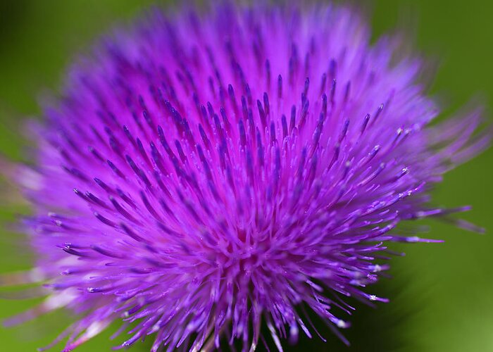 Thistle Flower Greeting Card featuring the photograph Thistle Flower by Nancy Dunivin