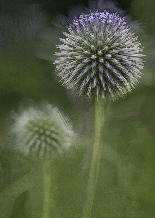 Flower Greeting Card featuring the photograph Thistle by Fran Gallogly