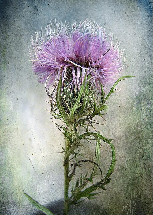 Thistle Greeting Card featuring the photograph Spurred with many thorns ... by Louise Kumpf