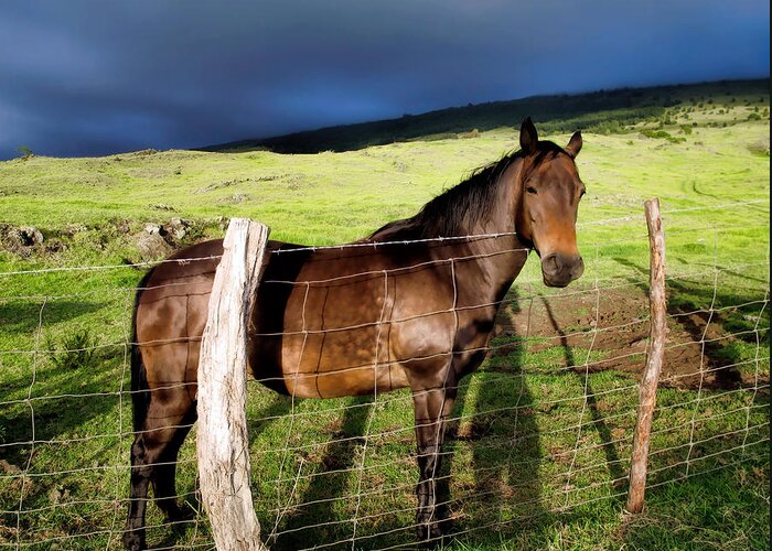 Hawaii Greeting Card featuring the photograph Thompson Rd. 2 by Dawn Eshelman