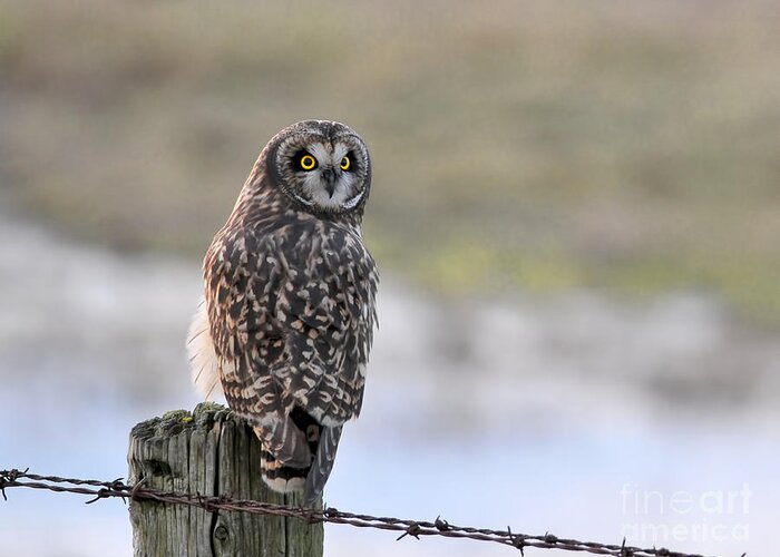 Short-eared Owl Greeting Card featuring the photograph Those Eyes by Sharon Talson