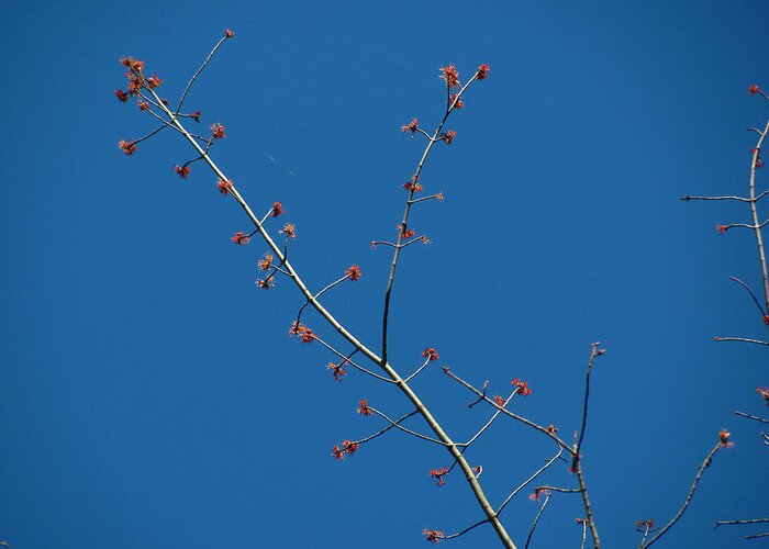Branch Greeting Card featuring the photograph Threads and buds by Rockybranch Dreams