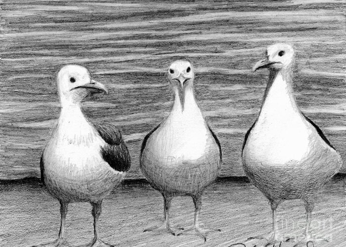Sea Gulls Greeting Card featuring the drawing Three Amigos by Phyllis Howard
