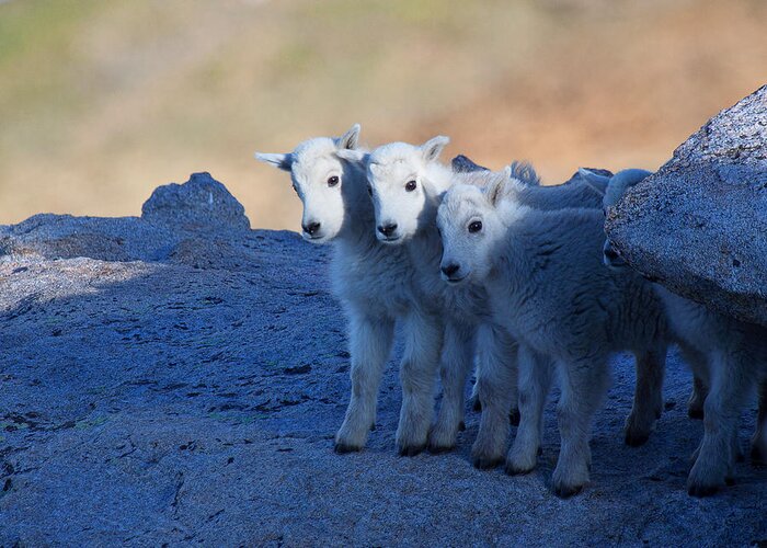 Mountain Goats; Posing; Group Photo; Baby Goat; Nature; Colorado; Crowd; Baby Goat; Mountain Goat Baby; Happy; Joy; Nature; Brothers Greeting Card featuring the photograph Three and One More by Jim Garrison