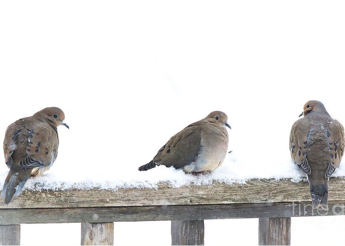 Three Birds Greeting Card featuring the photograph Three Doves on a Railing by Cheryl Baxter