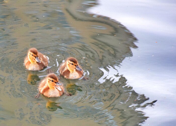 Shadow Greeting Card featuring the photograph Three Ducklings Swimming In Lake by Juliak